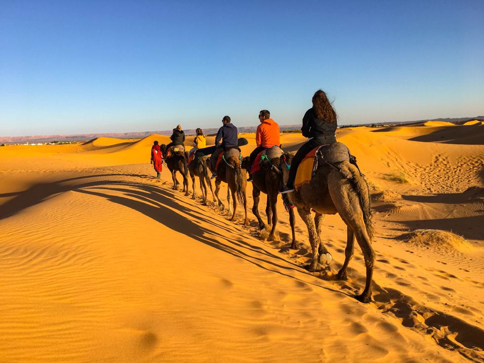 Camels resting in Erg Chebbi dunes during a 3 day trip from Fes to Marrakech